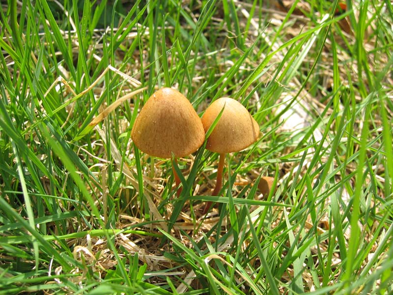 Val Cama - Canton Ticino (Svizzera)